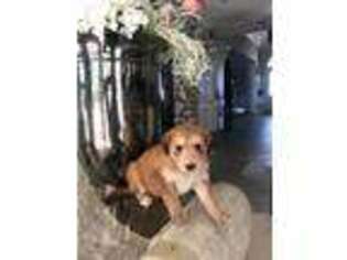 Afghan Hound Puppy for sale in Phoenix, AZ, USA
