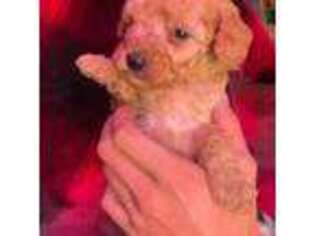 Mutt Puppy for sale in Garfield, AR, USA
