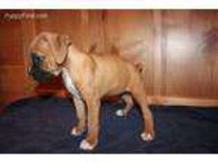 Boxer Puppy for sale in Morenci, MI, USA