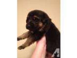German Shepherd Dog Puppy for sale in WILLOW SPRINGS, MO, USA