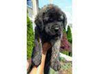 Mastiff Puppy for sale in Grand Rapids, MI, USA