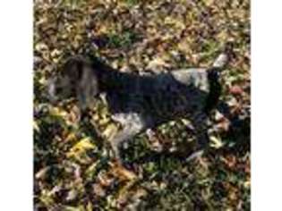 German Shorthaired Pointer Puppy for sale in Columbus, KS, USA