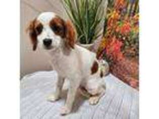 Cavapoo Puppy for sale in Lebanon, MO, USA