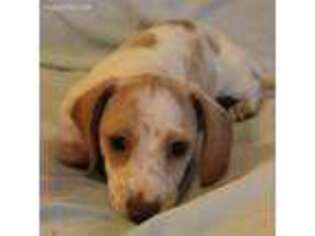 Dachshund Puppy for sale in Weimar, TX, USA