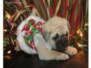Frenchie Pug Puppy for sale in Neosho, MO, USA