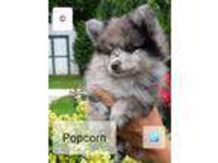Pomeranian Puppy for sale in Marshall, IN, USA