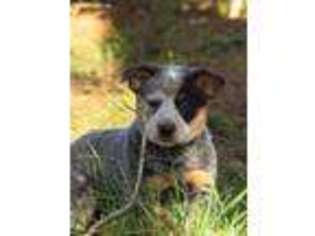 Australian Cattle Dog Puppy for sale in Penn Valley, CA, USA