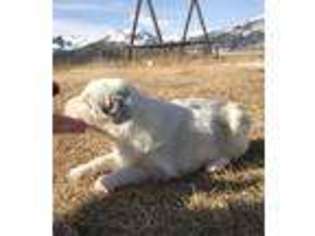 Australian Shepherd Puppy for sale in Malta, ID, USA