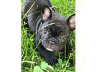 French Bulldog Puppy for sale in Amelia, OH, USA