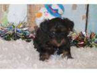 Yorkshire Terrier Puppy for sale in Fort Worth, TX, USA