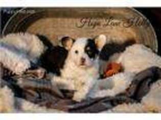 Pembroke Welsh Corgi Puppy for sale in California, MO, USA