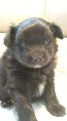 Mutt Puppy for sale in East Aurora, NY, USA
