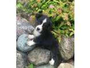 Pembroke Welsh Corgi Puppy for sale in Greenville, MI, USA