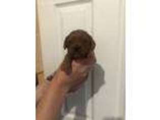 Cavapoo Puppy for sale in Highland, UT, USA