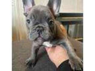 French Bulldog Puppy for sale in Lynnwood, WA, USA