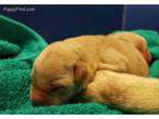 Labrador Retriever Puppy for sale in Dassel, MN, USA