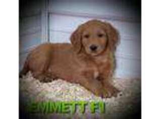 Goldendoodle Puppy for sale in Alma, MI, USA
