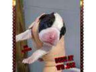 Boxer Puppy for sale in Deland, FL, USA