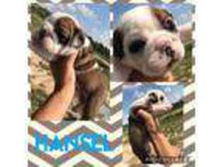 Bulldog Puppy for sale in Cleveland, TX, USA