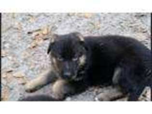German Shepherd Dog Puppy for sale in PLANT CITY, FL, USA