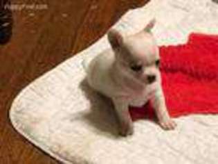 Chihuahua Puppy for sale in Texarkana, AR, USA