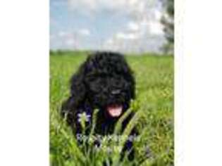 Goldendoodle Puppy for sale in Perry, OK, USA