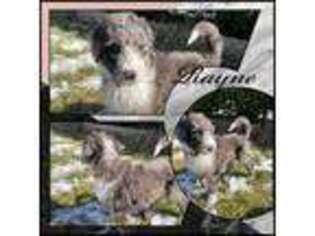 Mutt Puppy for sale in Macomb, MI, USA