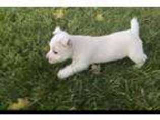 West Highland White Terrier Puppy for sale in Bethel, PA, USA