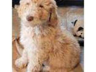 Mutt Puppy for sale in Box Elder, SD, USA