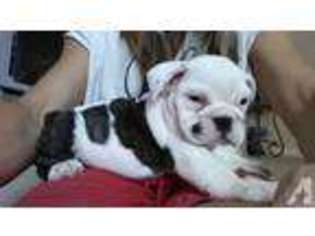 Bulldog Puppy for sale in SPRINGBORO, OH, USA
