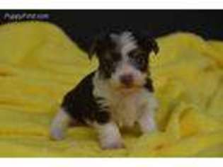 Yorkshire Terrier Puppy for sale in Delhi, IA, USA