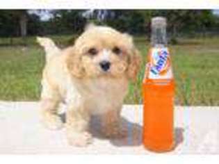 Cavapoo Puppy for sale in VENICE, FL, USA