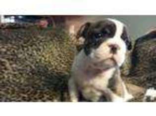Bulldog Puppy for sale in FREDERICK, MD, USA