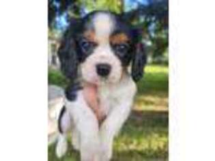 Cavalier King Charles Spaniel Puppy for sale in Weyauwega, WI, USA