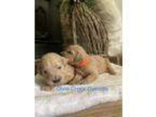 Goldendoodle Puppy for sale in Trussville, AL, USA
