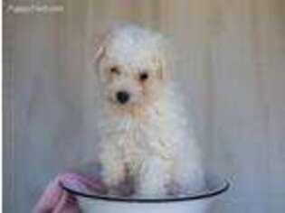 Bichon Frise Puppy for sale in Baltic, OH, USA