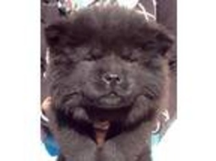 Chow Chow Puppy for sale in Macon, GA, USA