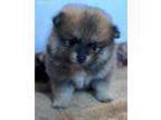 Pomeranian Puppy for sale in Northport, AL, USA