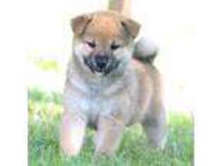 Shiba Inu Puppy for sale in Oronogo, MO, USA