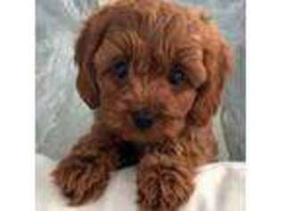 Labradoodle Puppy for sale in Boardman, OR, USA