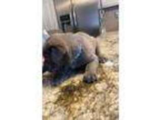 Cane Corso Puppy for sale in Mishawaka, IN, USA