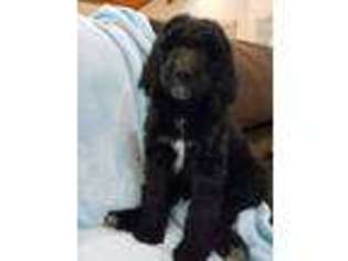 Labradoodle Puppy for sale in Perryville, MO, USA