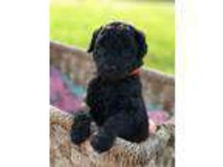 Mutt Puppy for sale in Philadelphia, MS, USA