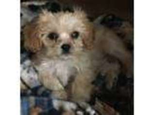 Cavapoo Puppy for sale in Zumbro Falls, MN, USA