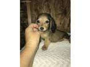 Dachshund Puppy for sale in Cantonment, FL, USA