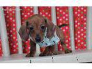 Dachshund Puppy for sale in Eden Valley, MN, USA