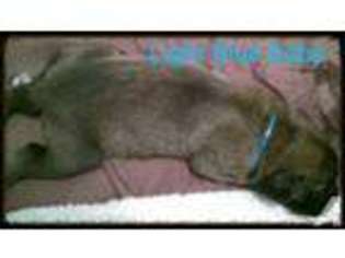 Mastiff Puppy for sale in IDAHO FALLS, ID, USA