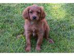 Cavapoo Puppy for sale in Kansas City, MO, USA