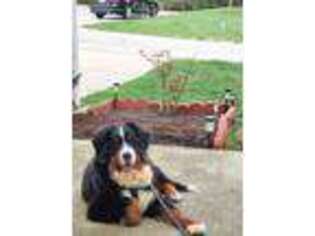 Bernese Mountain Dog Puppy for sale in Saint Louis, MO, USA