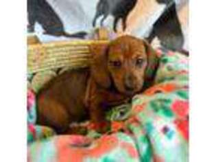Dachshund Puppy for sale in Johnson, VT, USA